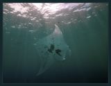 Manta with sun rays, snorkeling shot...