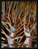 Crown of Thorns