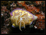 an unusually large Chromodoris kuniei--Nudibranch