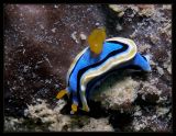 Chromodoris annae-nudibranch
