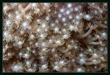 Firework show of  coral polyps