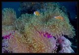 Anemonefish and a dab of Purple