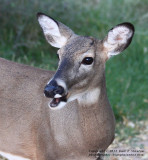 Whitetail Caption - IMG_3047.JPG