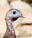 Turkey Profile - IMG_4389.JPG