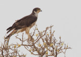 African Hawk-Eagle / Afrikaanse havikarend
