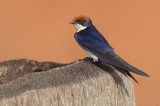 Wire-tailed Swallow / Roodkruinzwaluw