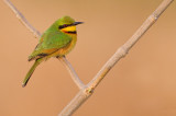 Little bee-eater / Dwergbijeneter