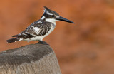 Pied Kingfisher / Bonte IJsvogel 