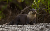 Clawless otter / Kaapse otter