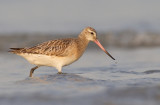 Bar-tailed godwit / Rosse Grutto