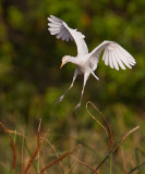Cattle Egret / Koereiger