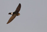Little swift / Huisgierzwaluw