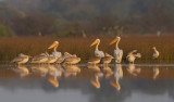 Great White Pelican / Roze pelikaan