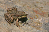 Levant water frog / Levantijnse Meerkikker