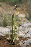 Rainbow Ophrys / Regenboog bijenorchis