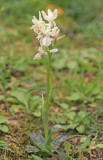 Provence orchid / Stippelorchis