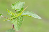 Common stick grashopper / Acrida acuminata