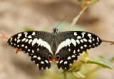 Citrus Swallowtail / Lemoenvlinder