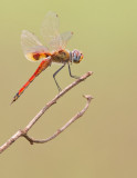 Wheeling Glider / Tramea basilaris