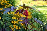 Castor Bean