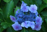 Lace Cap Hydrangea