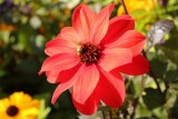 Dahlia