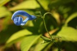Salvia patens Blue Angel