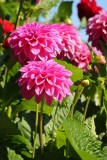 Dahlias