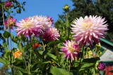 Dahlias
