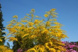 Goldenrod