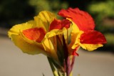Canna lily