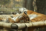 Nap time