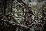 Tree sculpture by nature
