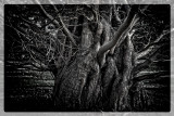 Tree Giant