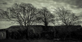 Three Trees