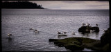 Seagulls in Craig Bay, Vancouver Island
