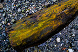 Log on beach, Craig Bay, Vancouver Island