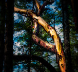 Artistic tree trunk