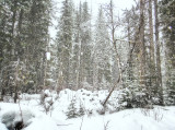 Basking in snow