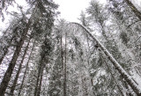Snow scene trees