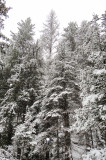 The tallest tree
