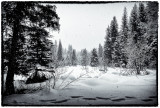 My snowshoe tracks