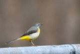 Grey wagtail (Forsrla)