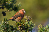 Parrot Crossbill (Strre korsnbb)