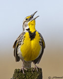 Western Meadowlark