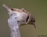 House Wren