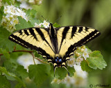 Papilio rutulus Western Tiger Swallowtail