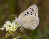 Lycaena heteronea Blue Copper female