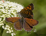Lycaena mariposa Mariposa Copper