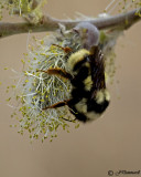 Bumblebee on Pussywillow Blossom